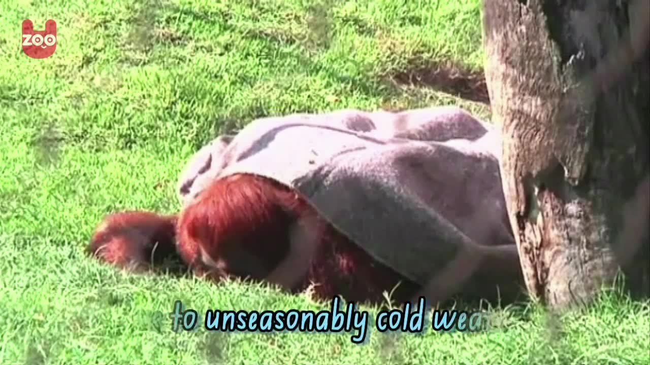 Animals Keep Warm In Blankets