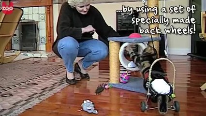 Disabled Cat Get A New Pair Of Wheels