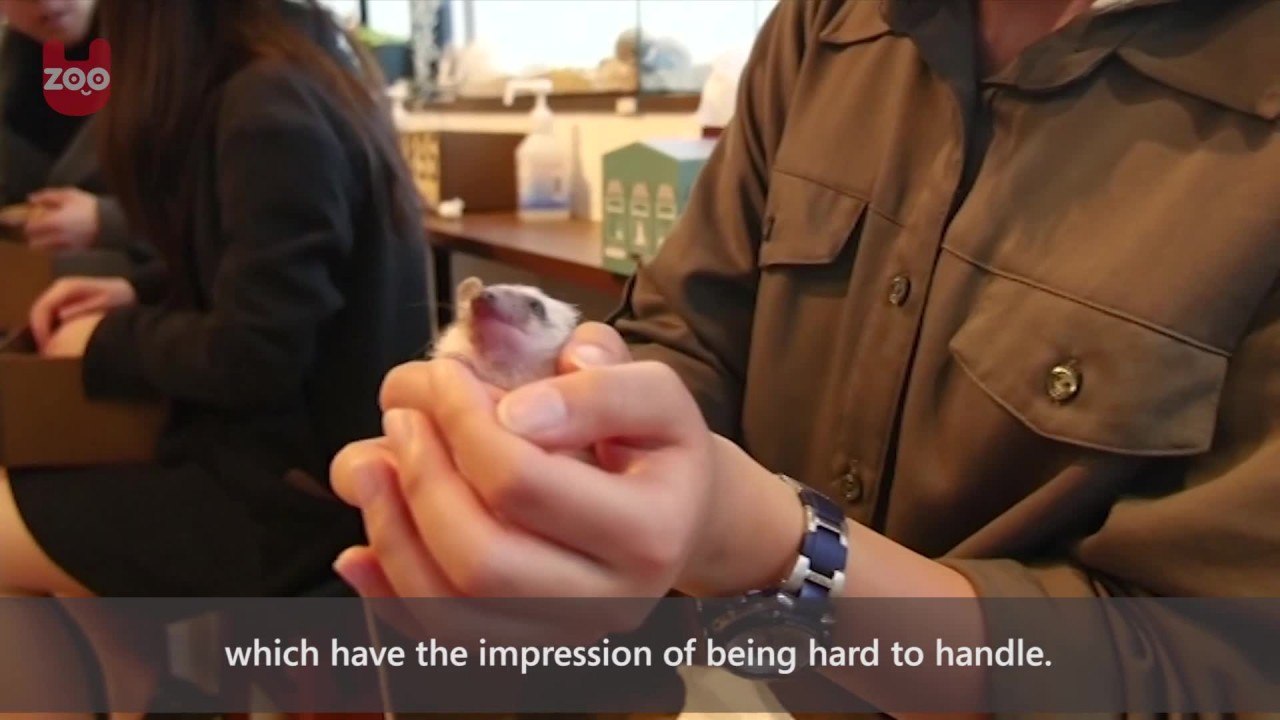 Japanese Hedgehog Cafe
