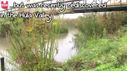 Rare Frog Is Saved From Extinction