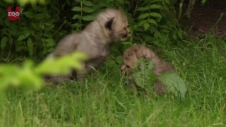 Fluffy German Cheetah Cubs