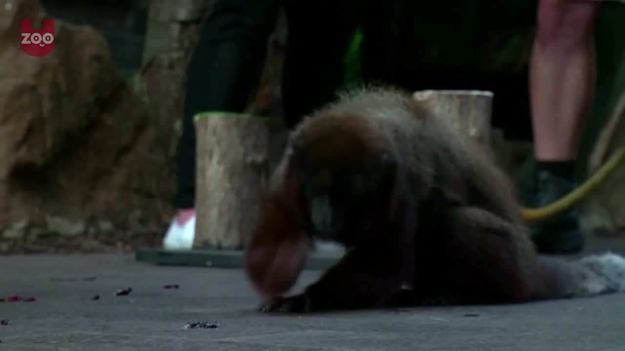 Animal Weigh-In At London Zoo