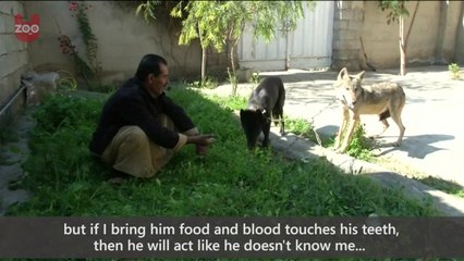 Arabian Pet Wolves