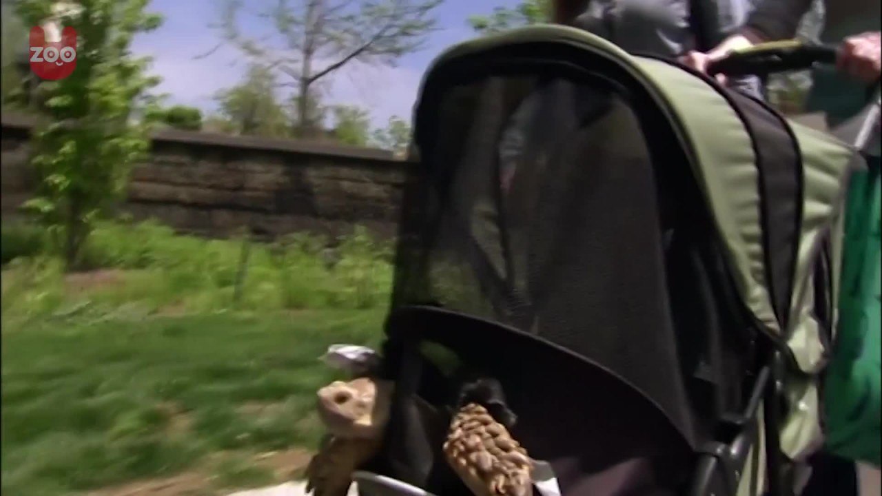 Walking the Tortoise