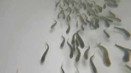 "꼭 돌아오렴"...어린 연어 대량 방류 / YTN