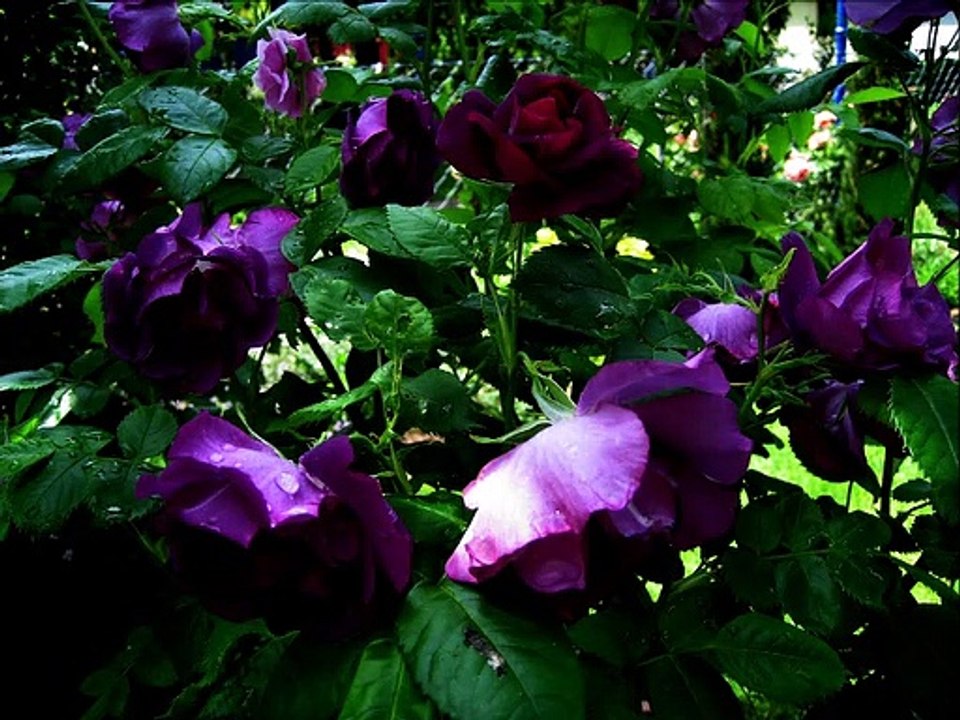 vogelalsprophet: "Von was die Blumen träumen" 5 Stücke für Klavier (2000)