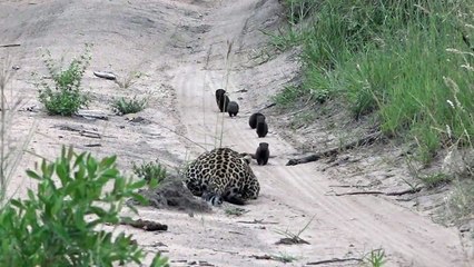 Ce Léopard se rend compte qu'attraper une Mangoustes ce n'est pas si simple