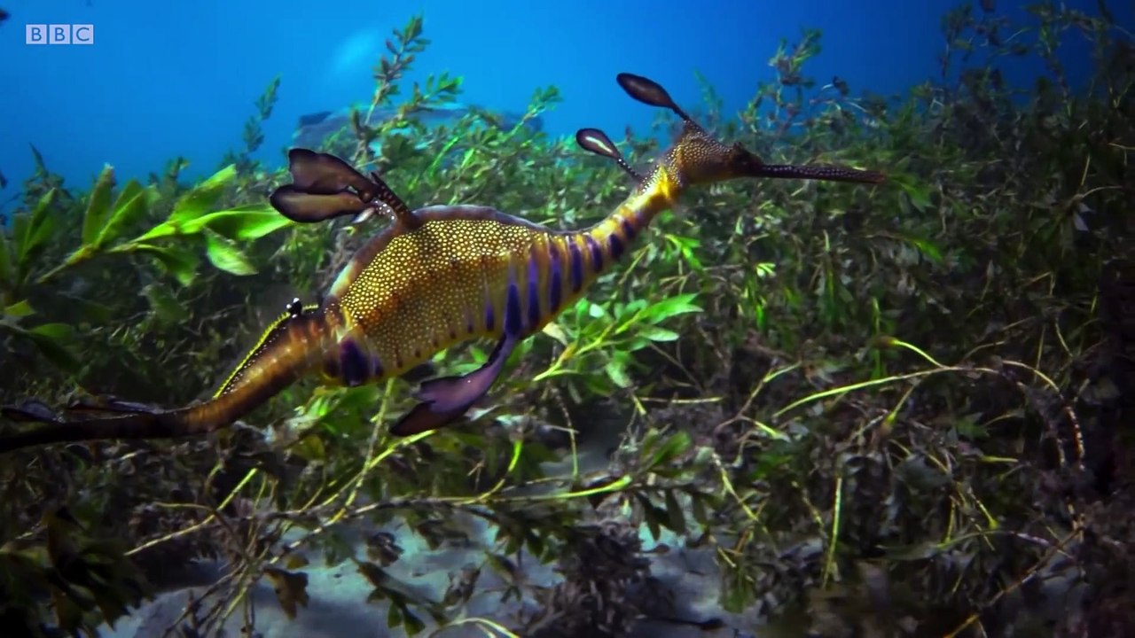 Blue Planet II - The Prequel