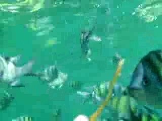 pesci delle phi phi island Thailandia