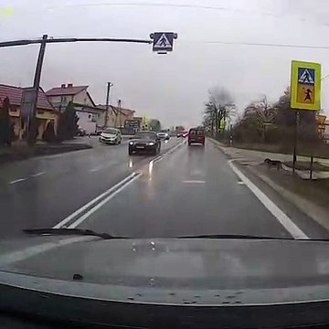 Perro bien adiestrado cruza por paso de peatones