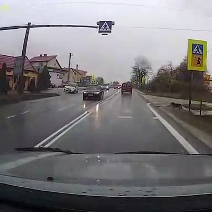 Perro bien adiestrado cruza por paso de peatones