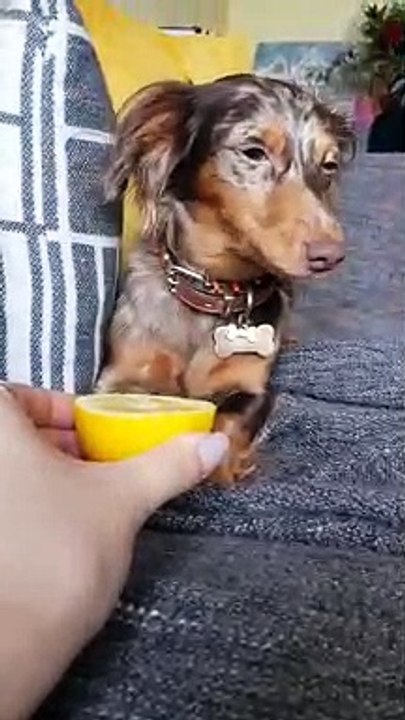 Perro come limón por primera vez y se arrepiente