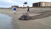 Tortuga enorme regresa lentamente al mar