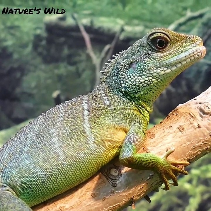 Water Dragon Lizard