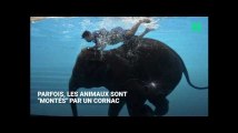 Des éléphants forcés de nager: cette attraction pour touristes choque les défenseurs des animaux