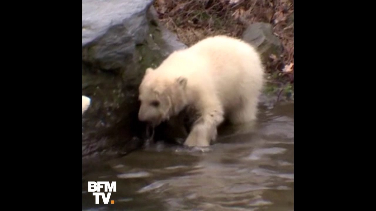 Au Zoo de Berlin, cette petite oursonne fait ses premiers pas à l’extérieur
