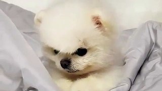Best Funny animals videos - cutest dogs videos