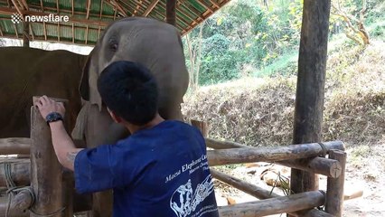 Cute alert! Baby elephant prods mahout with its trunk