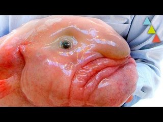 Los peces abisales más extraños