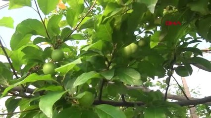 Mersin Silifke'de Erik Hasadı Başladı