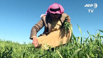 "فرّق تسد".. هكذا قبض الجهاديون روح التعايش بين أقليات شمال العراق