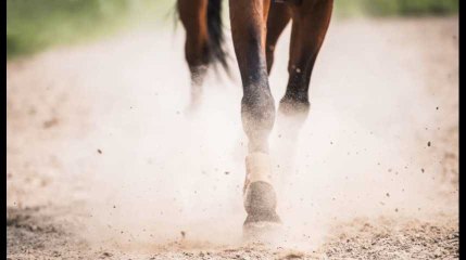 Dramatique accident à Namur: Eliza, 14 ans, a été traînée sur 500 mètres et tuée par son propre cheval