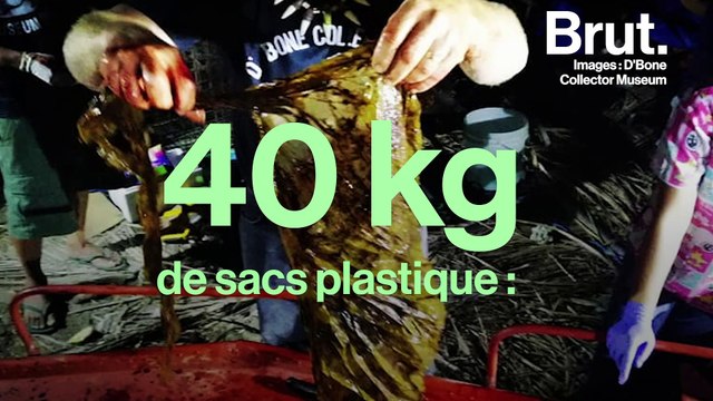 Une baleine meurt avec 40 kg de déchets dans l'estomac