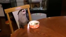Well-behaved otter eats at dinner table