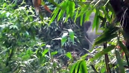 Man halts charging elephant