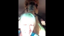 Alpaca dislikes riding in a van