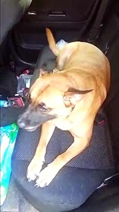 Stubborn dog refuses to get out of car