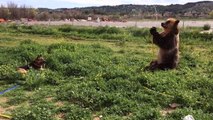 Brown bear sprays dog with hosepipe