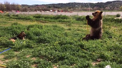 Brown bear sprays dog with hosepipe