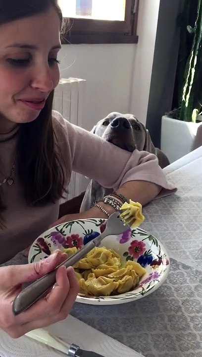 Dog becomes a statue while begging owner for ravioli