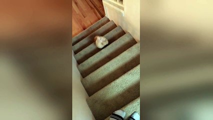 Puppy goes down stairs like a boss