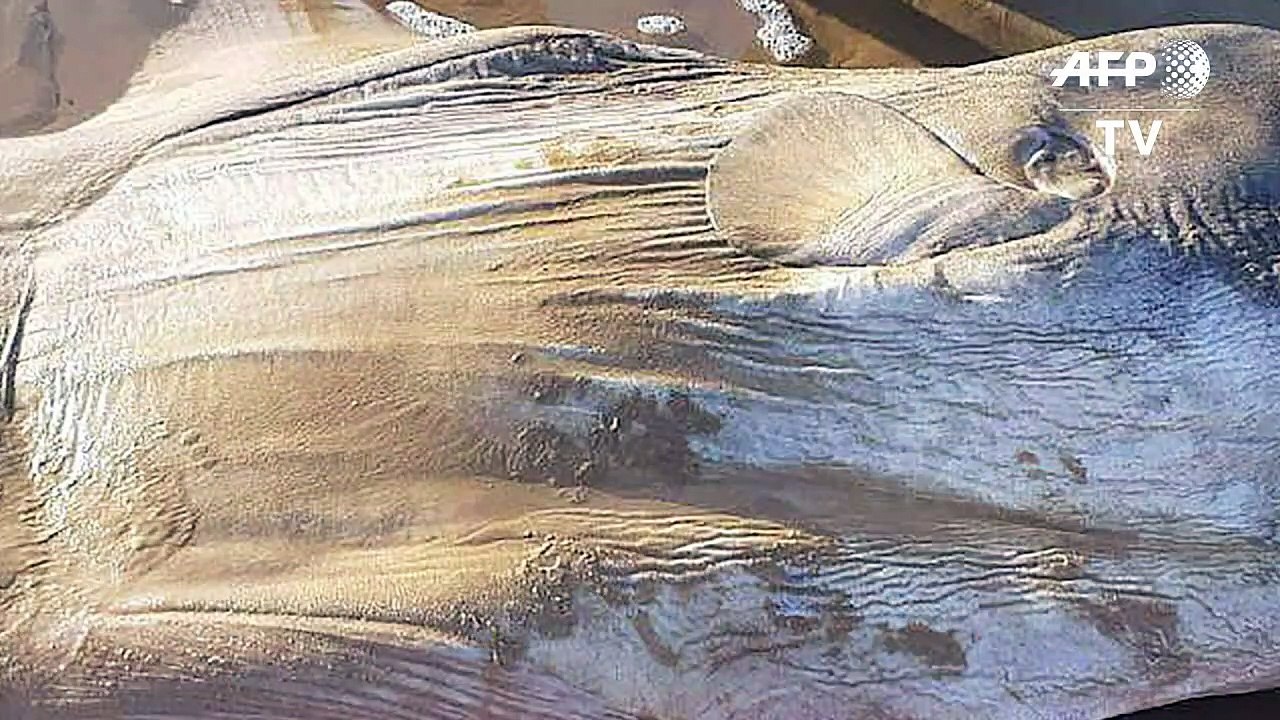 Riesen-Fisch an Südküste Australiens angespült