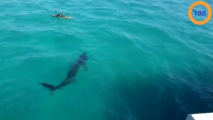 Un kayakiste se retrouve nez à nez avec un gigantesque requin !