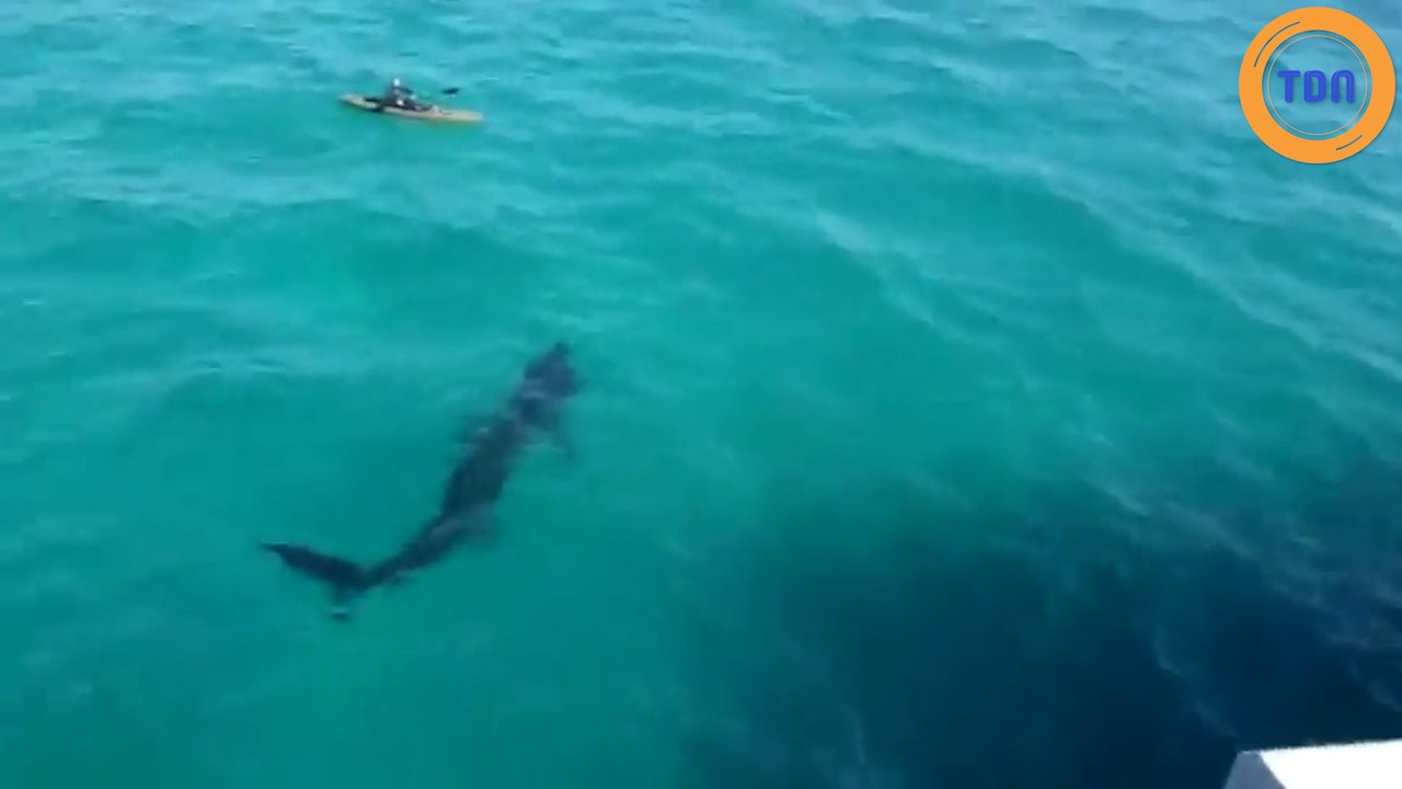 Un kayakiste se retrouve nez à nez avec un gigantesque requin !