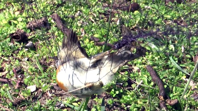 Kızılırmak Deltası'nda kuş halkalama çalışmaları - SAMSUN