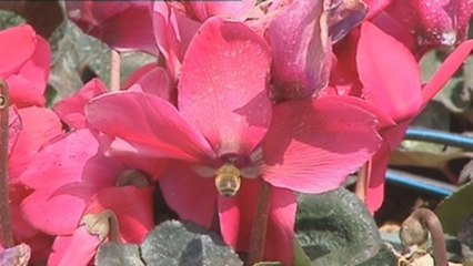 Primavera leve para los alérgicos por un invierno sin lluvia