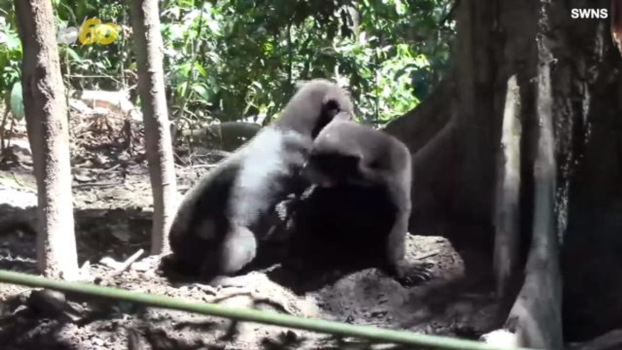 Bears Really Do Communicate With Each Other