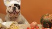 Study: 35% of Pet Owners Are Considering Vegan Diets for Their Cats or Dogs