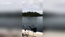 Eagle majestically picks up meal from boat in slow-motion
