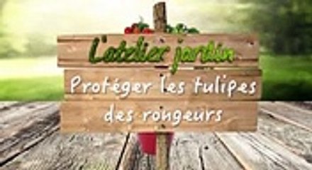 Comment protéger vos tulipes des rongeurs ?