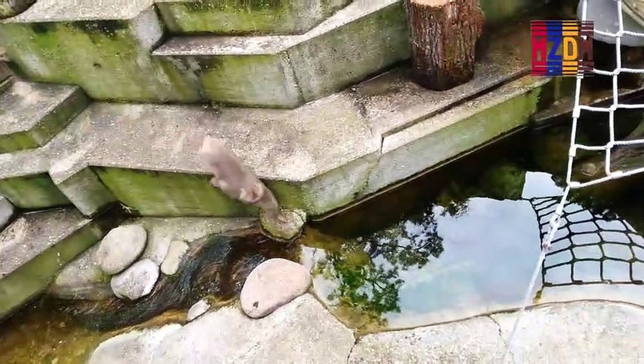 B95- Japanese Macaque,