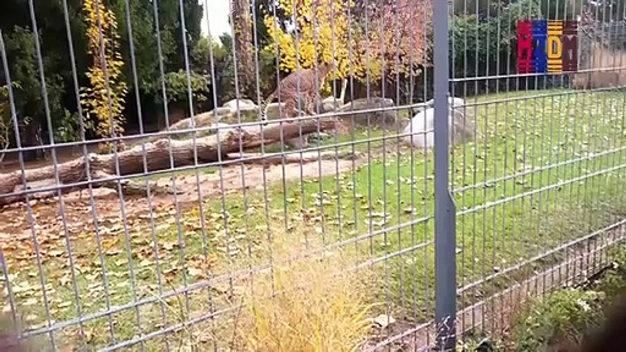 B96- Cheetah Central Africa,