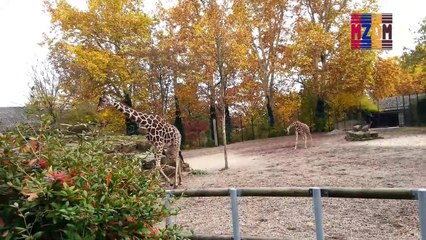 B101- Africa Reticulated Giraffe,