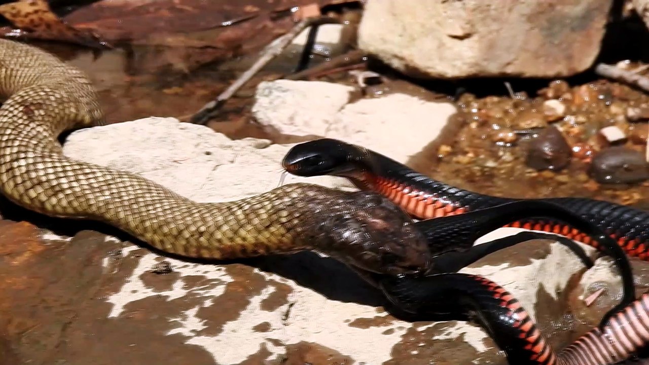 Snake Struggle at the River