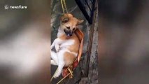 This relaxed dog likes to sleep in a hammock and listen to music