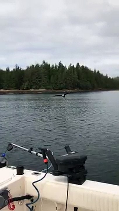 Eagle majestically picks up meal from boat in slow-motion
